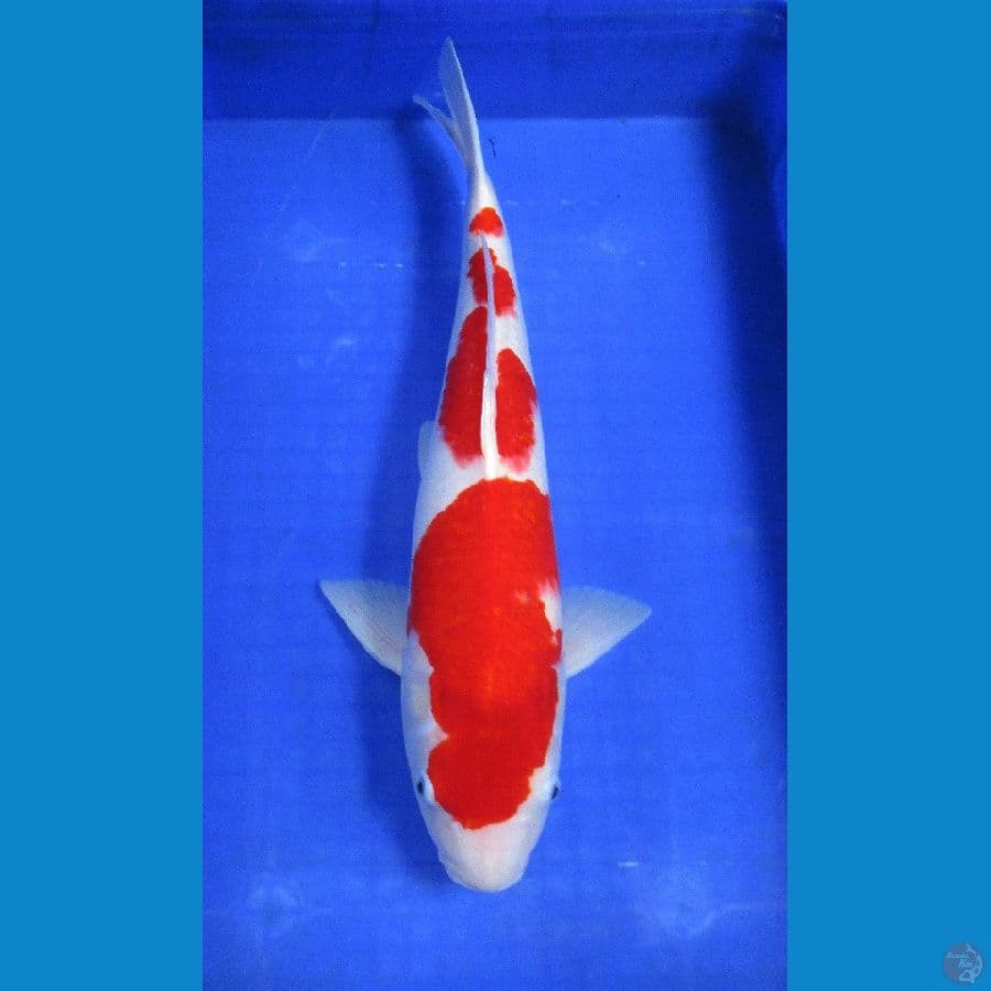 kohaku 50bu