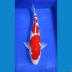 kohaku 50bu