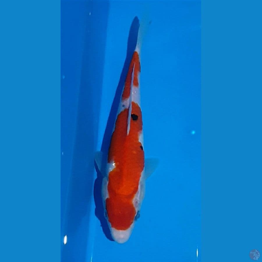 23CM SANKE Original