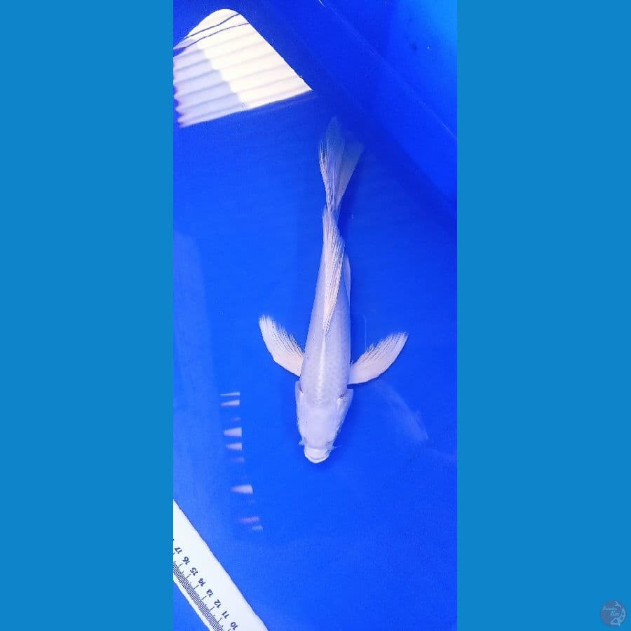 platinum sleyer 25cm