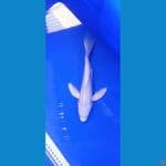 platinum sleyer 25cm