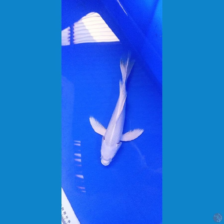 platinum sleyer 25 cm