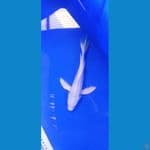 platinum sleyer 25 cm