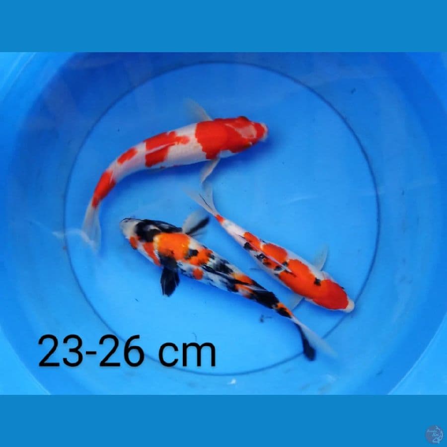 mix koi 23-26 cm