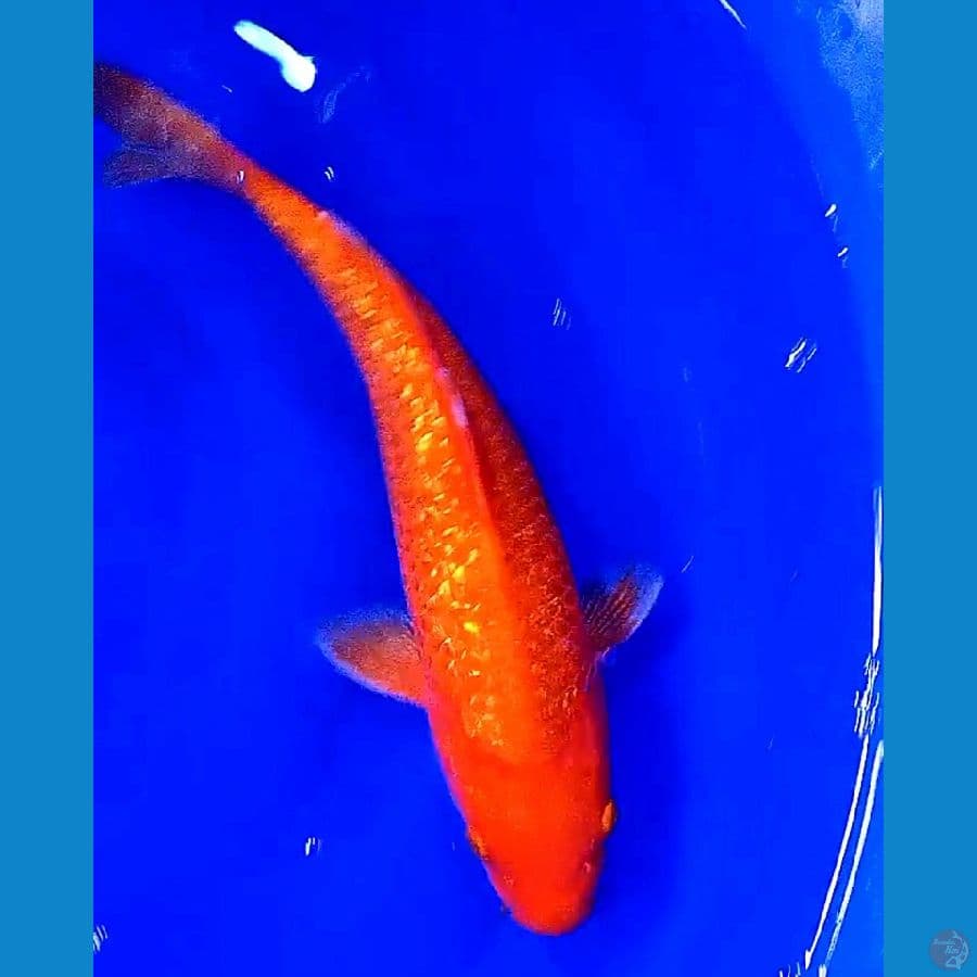 35 cm benigoi ginrin tembus male
