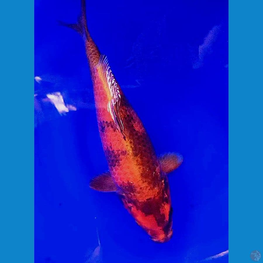 40 cm kin utsuri jumbo munuk fm