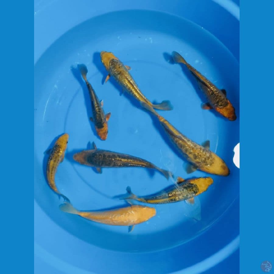 Paket 8 ekor Ginrin Arakoge 21-27 cm