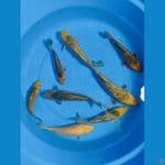 Paket 8 ekor Ginrin Arakoge 21-27 cm