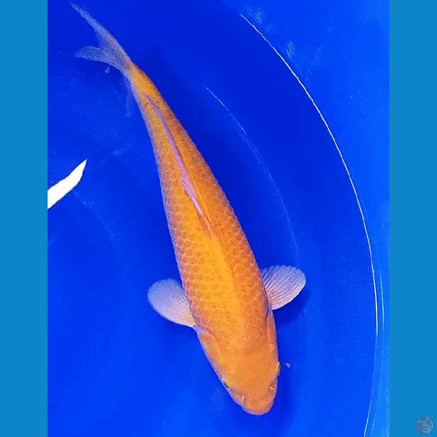 41 cm karashi corn male