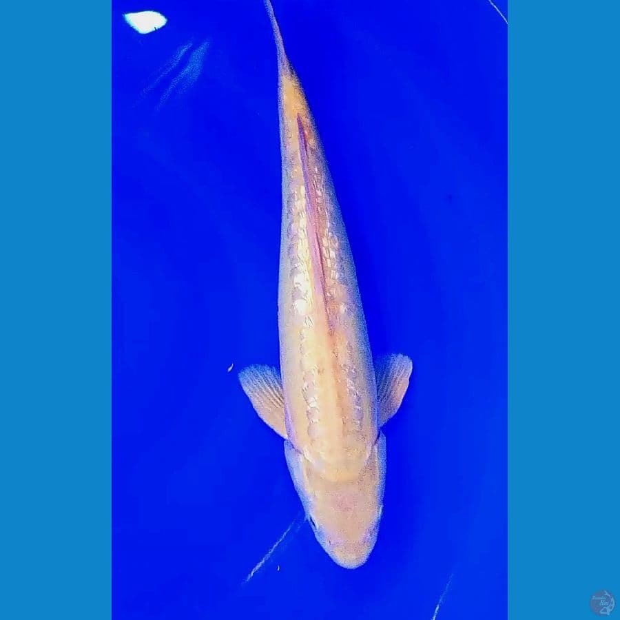 39 cm doit aragoke ginrin male