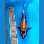 kiko 32 cm 