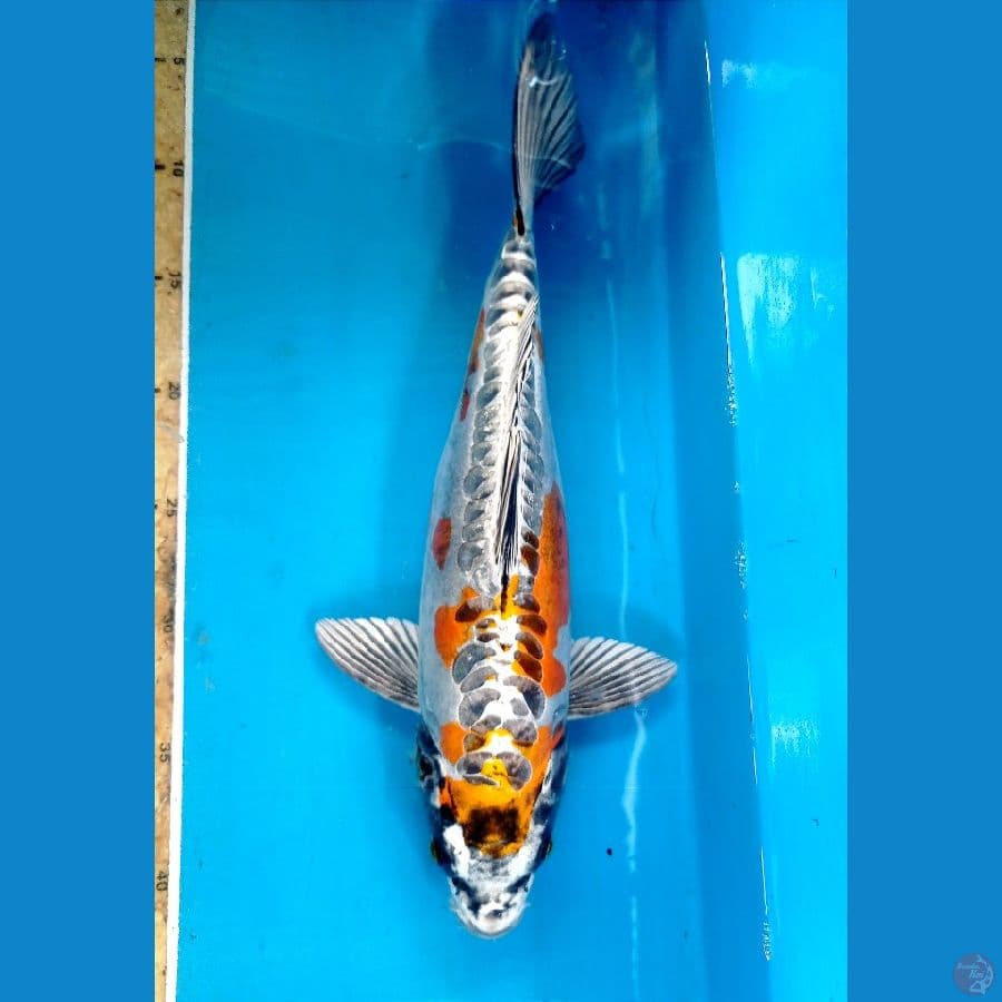 kiko 35 cm