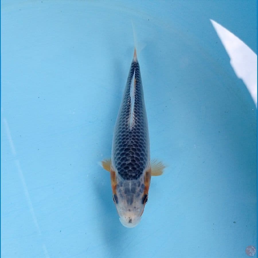 asagi 14 cm