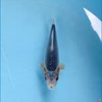 asagi 14 cm 