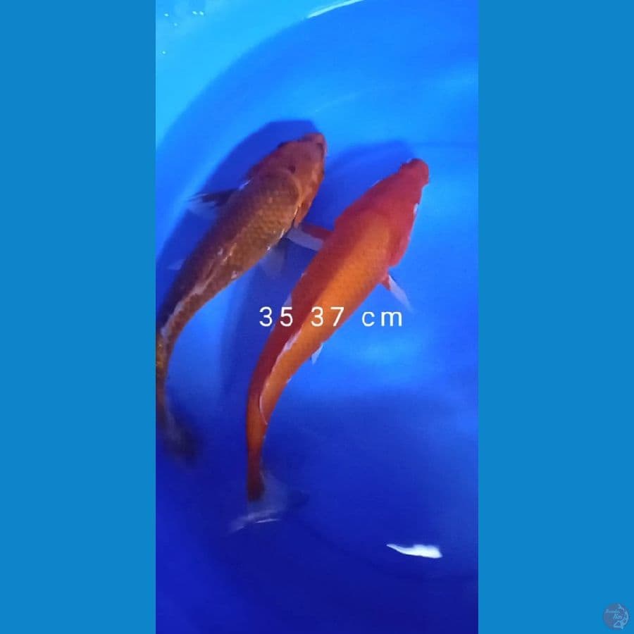 kujaky kuhaku size 37 35 cm jantan 