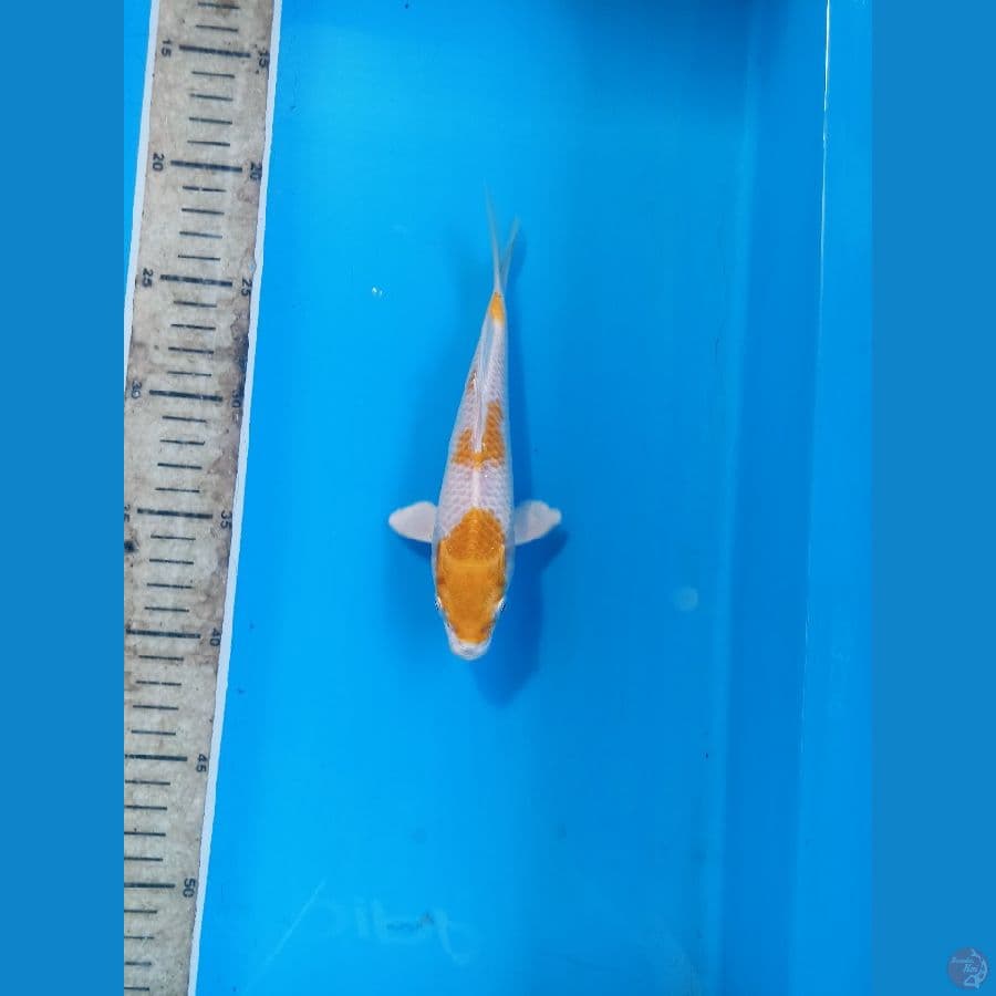 Hariwake 19cm