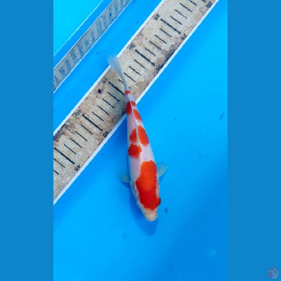 Kohaku 19cm