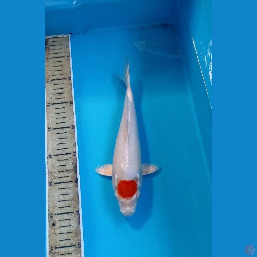 Tc Hikari 27cm
