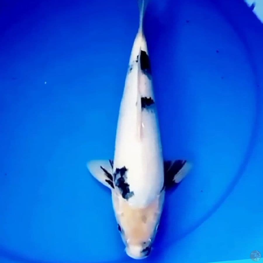 34cm SHIRO SALJU