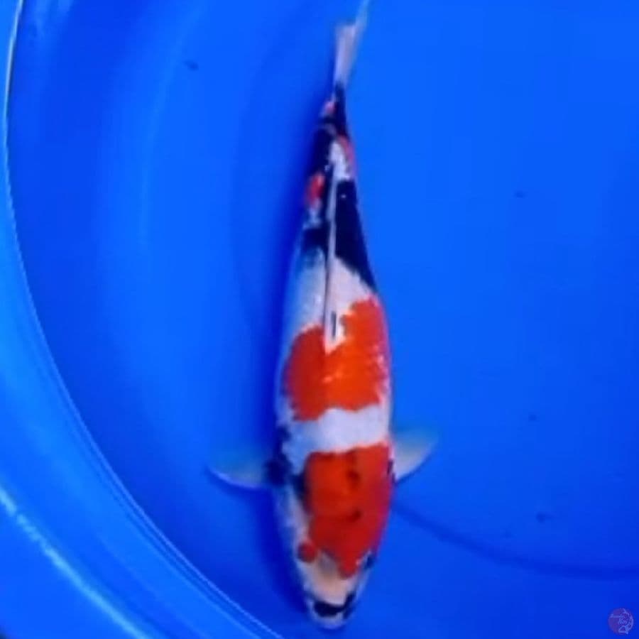 35cm KINDAI SHOWA 