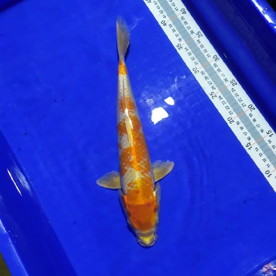 hariwake