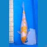 YELO KOHAKU ( KIJIRO/KOYO ) 40CM