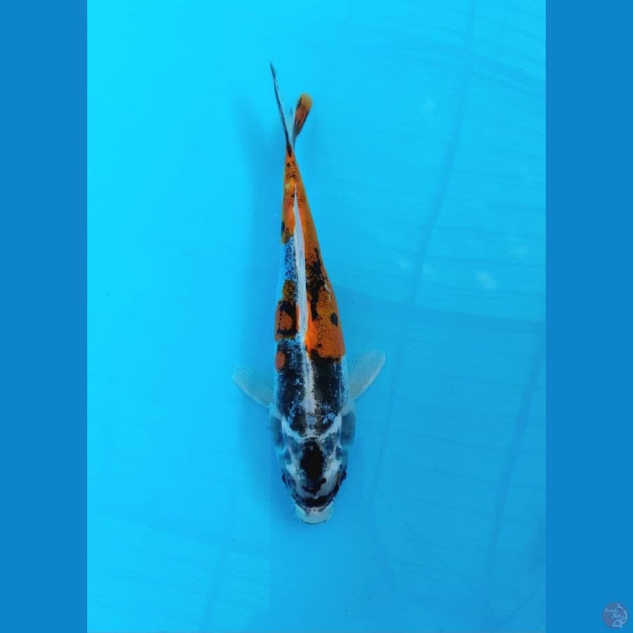 Kikuryu 22 Cm
