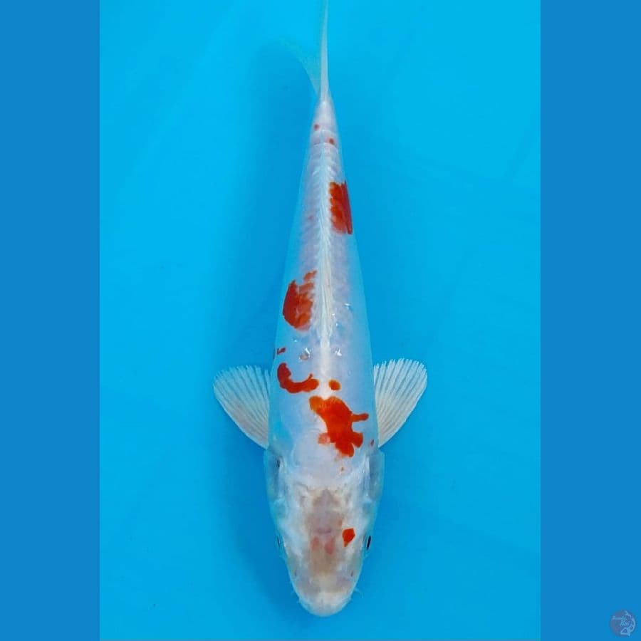 Hikari Moyomono 23 Cm