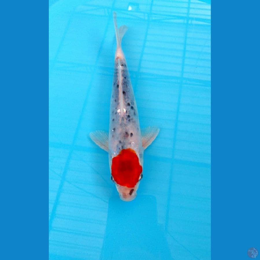 Tanco Gosiki 24 Cm