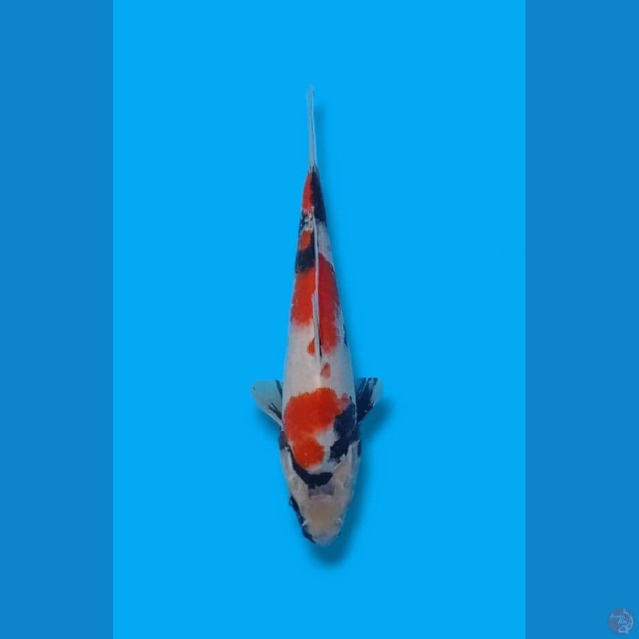 3Step Kindai Showa 22cm (F)