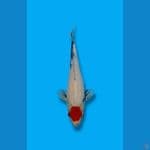 Tancho Showa Original 25cm (F)