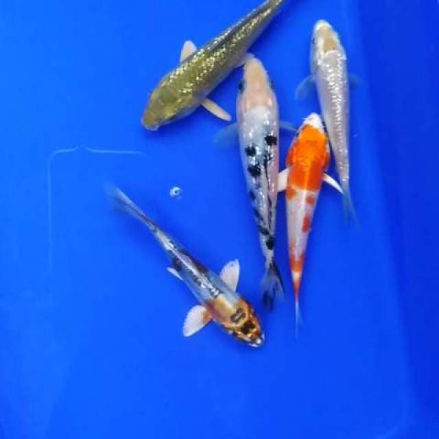 Paket mix jos original 5 ekor