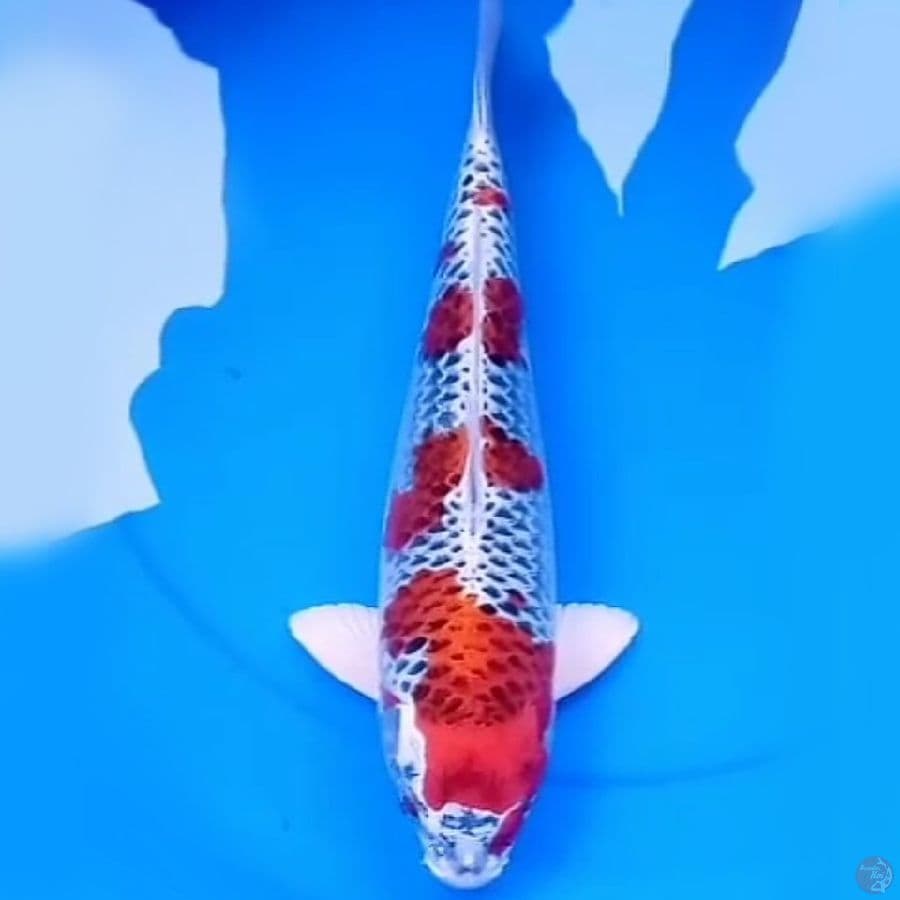 41cm SQ RED KUJAKU