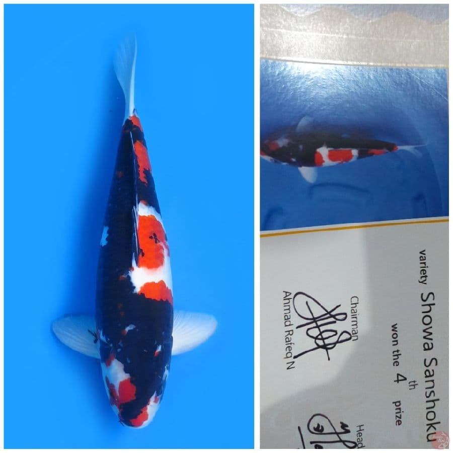 45cm , Red Jumbo - Showa Serti Juara