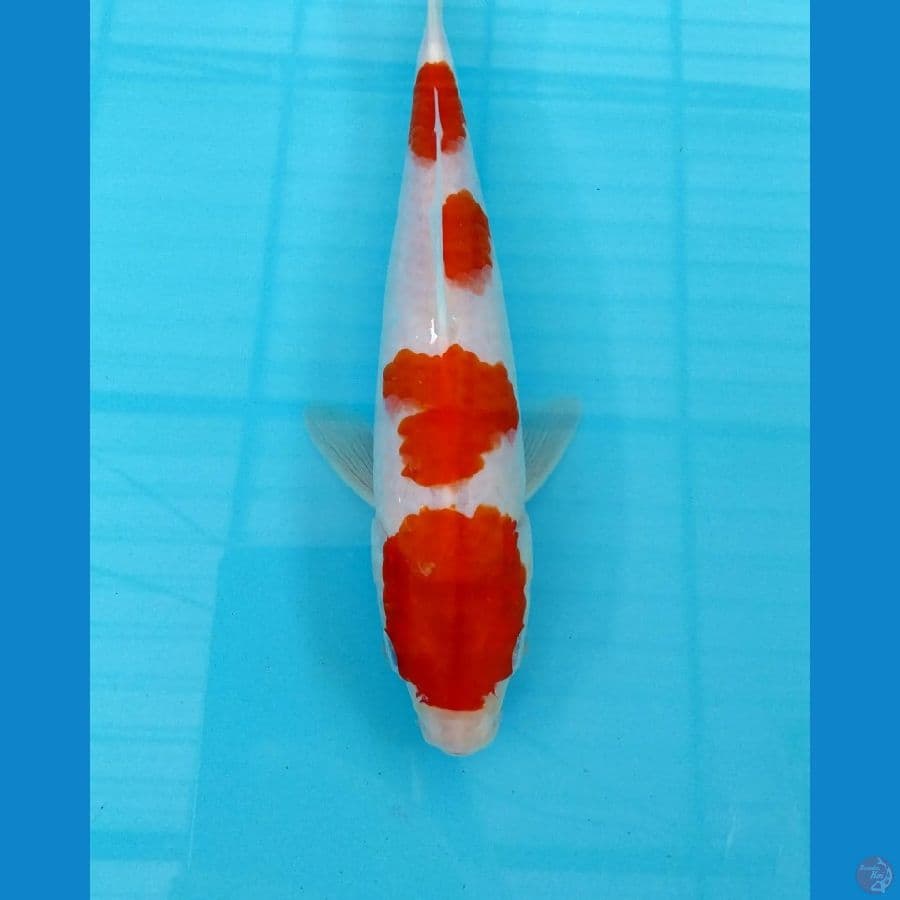 kohaku 4step