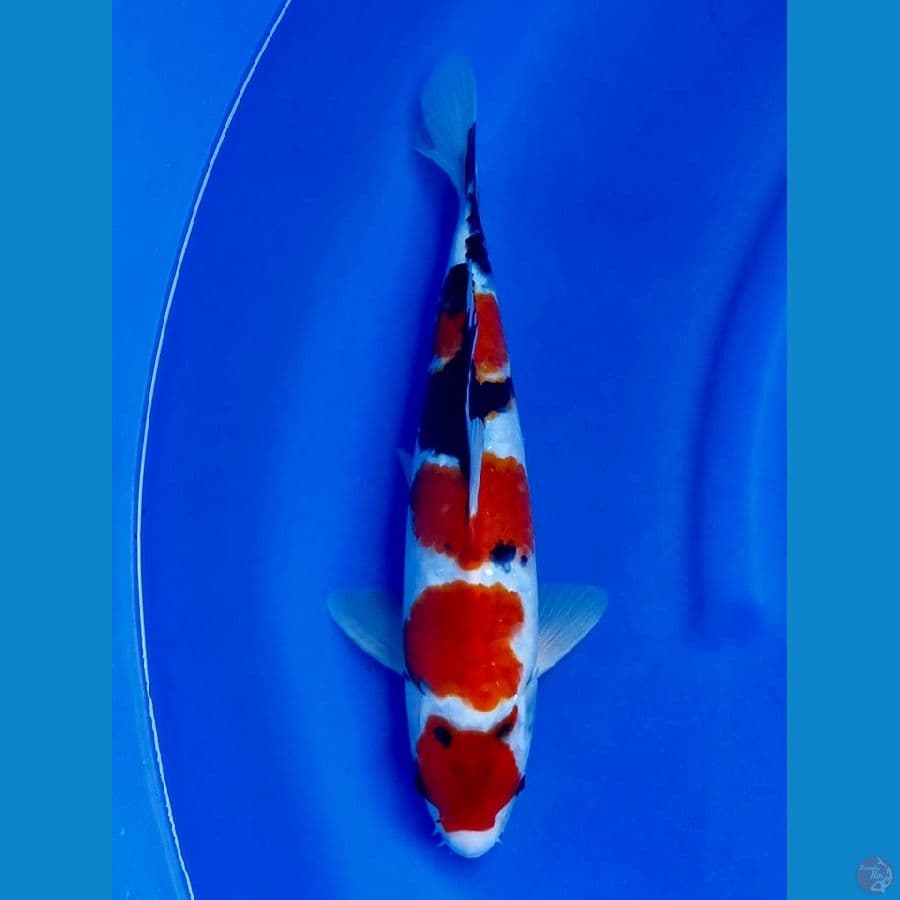 34cm , HQ Showa 