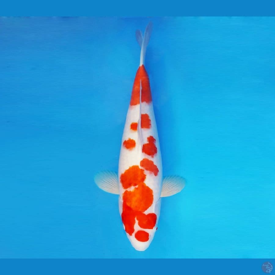 SATO NO ICHI 3 ~ Ai Goromo 48 cm/fm ™
