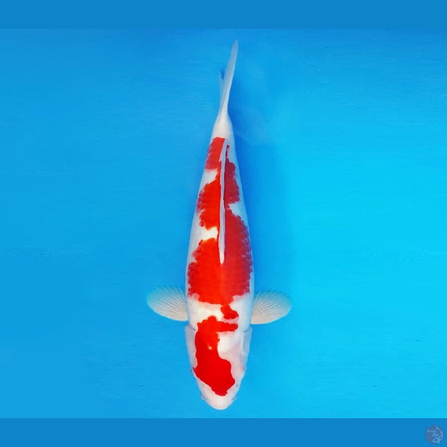 SATO NO ICHI 8 ~ Kohaku 40 cm/male ™