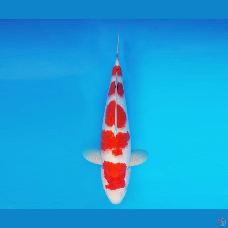 SATO NO ICHI 10 ~ Sanke 35 cm/male ™
