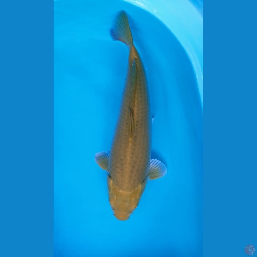 MIDORI 45CM FEMALE