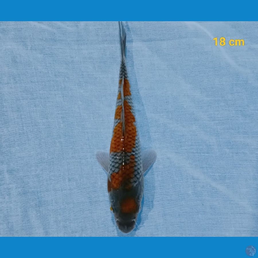 ochiba 18 cm