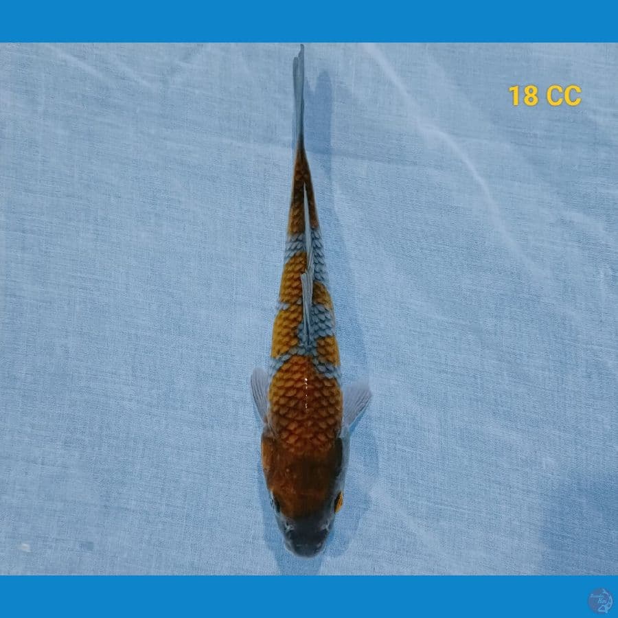 ochiba 18 cm
