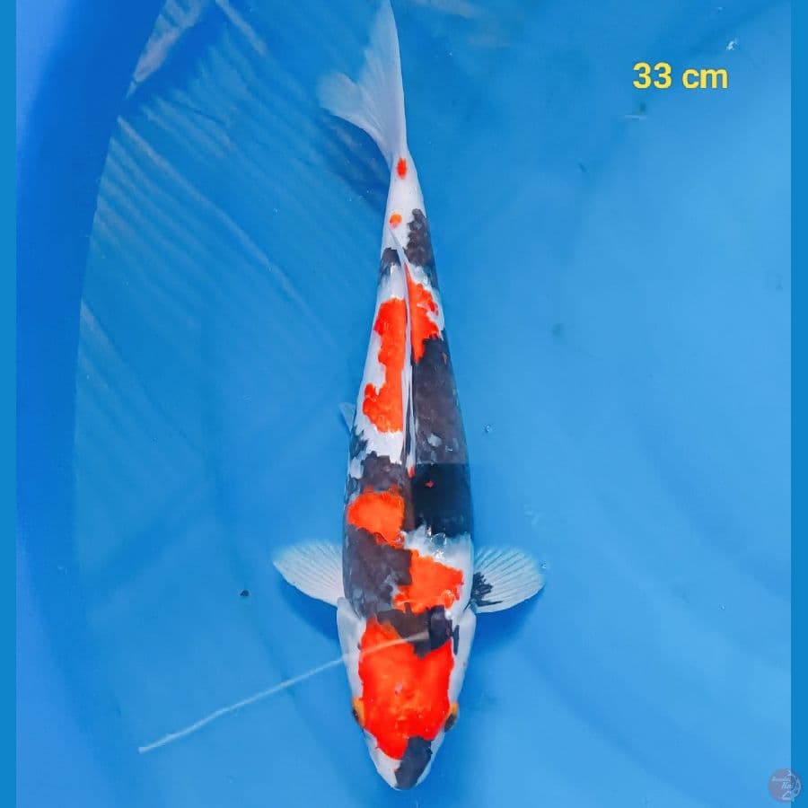 showa 33 cm
