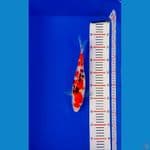 sanke 30cm 