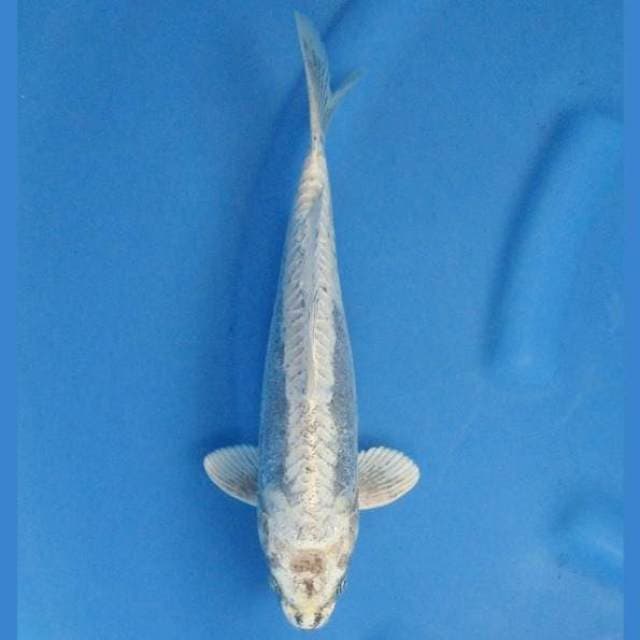 Unique Kabuto 30cm