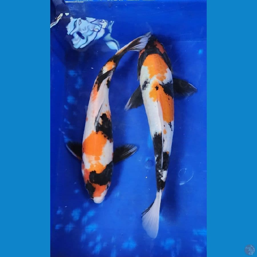 30-31 cm Showa