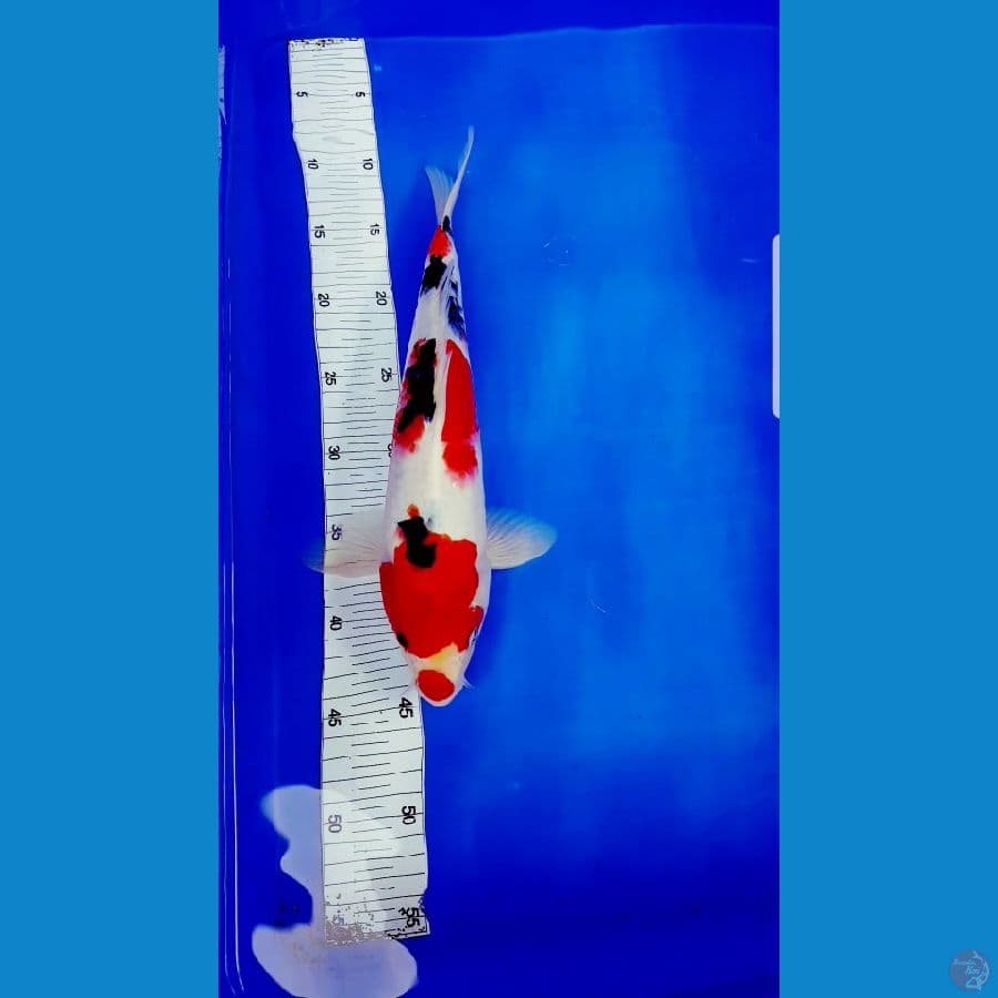 tategoi showa 35 cm jantan