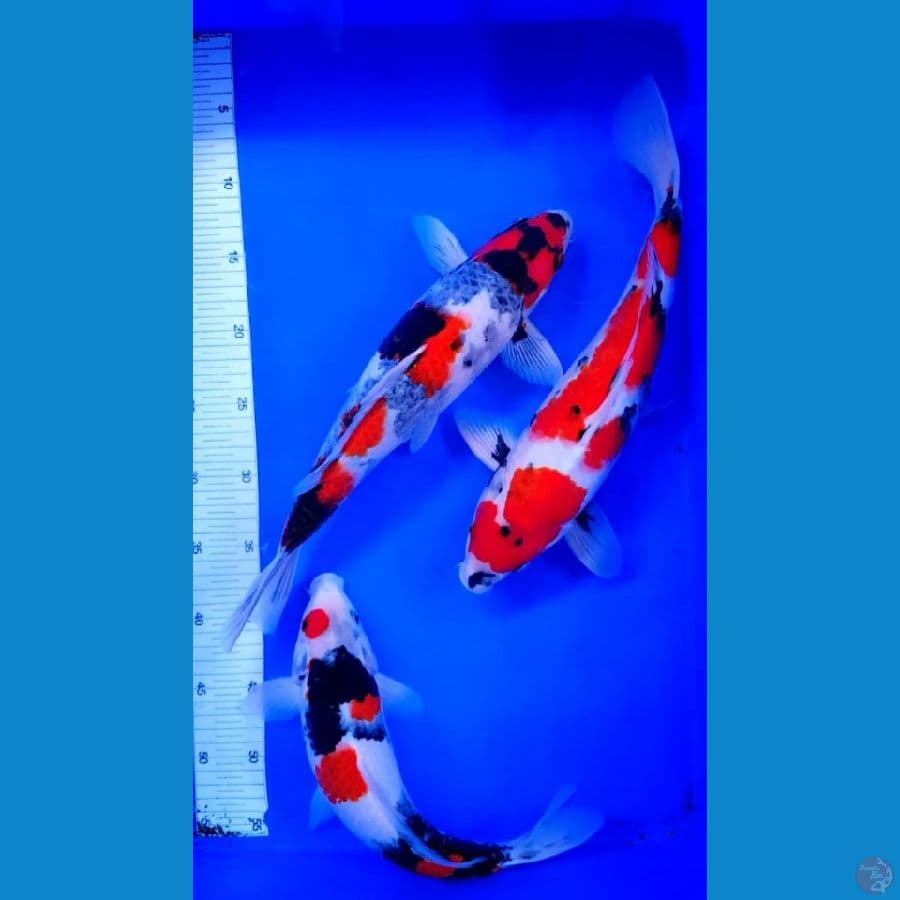 PAKET TRIO SHOWA 33-37 CM