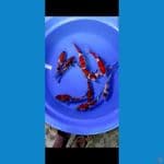 20-25cm gindrin 3ekor