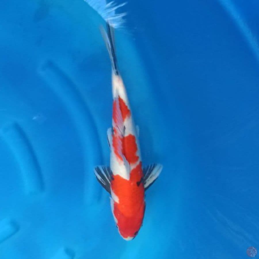 Showa Female 40 cm